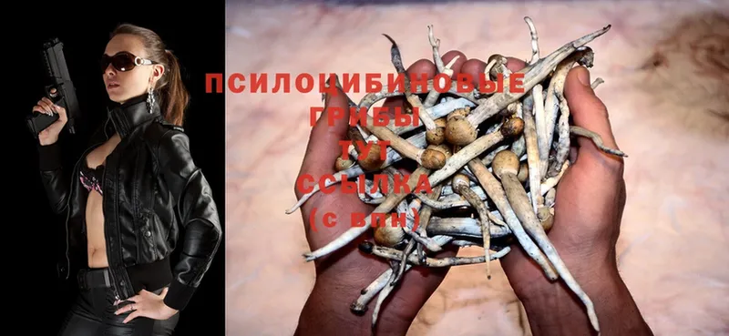 Псилоцибиновые грибы Psilocybe  Полысаево 